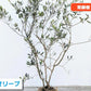 オリーブの木 樹高2.0-2.2m シンボルツリー