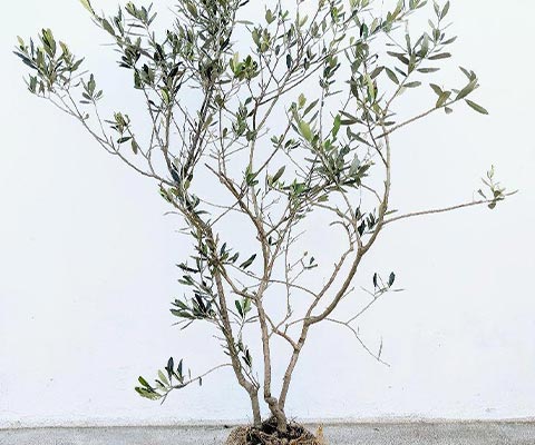 カロレア☆オリーブ4品種 ☆ オリーブの木 苗木 シンボルツリー